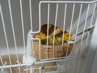 /album/norwich-2014/yellow-hen-2-jpg/